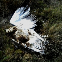 Martial Eagle killed by Eskom electric wire Mick Dalton