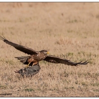 Common Buzzard with catch - Karien le Roux