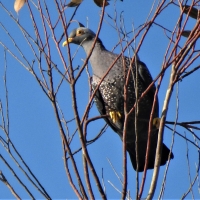 My first picture of African Olive Pigeon and second record for the project!