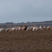 Great White Pelican causing problems with new born lambs
