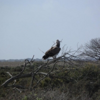 Martial Eagle seen by National Park Staff in Ratelrivier area