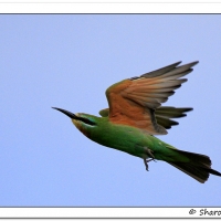 First record of Blue-cheeked Bee-eater in Agulhas Plain - Sharon Brink