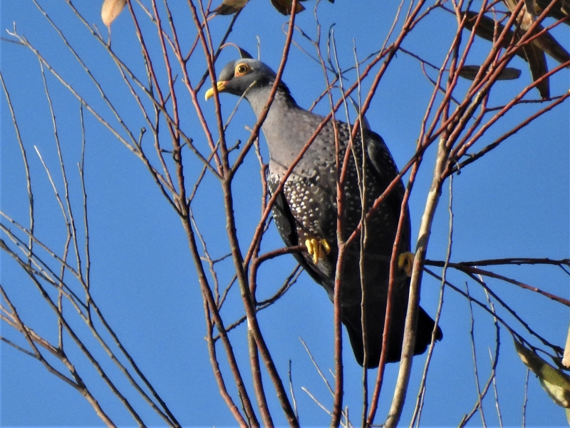 My first picture of African Olive Pigeon and second record for the project!