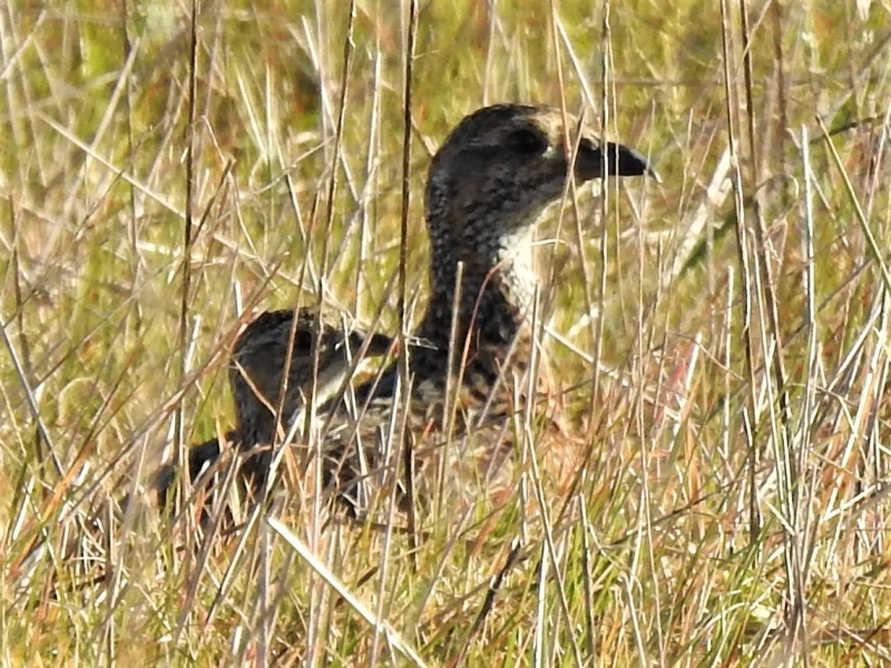 Motionless in the early morning sun! Near Soutbosch