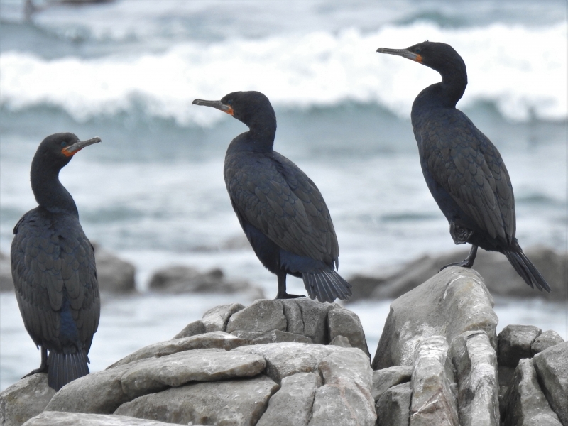 All 4 cormorants on one day - Cape