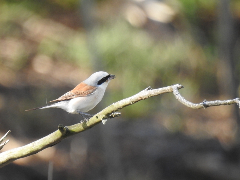 First record for the Agulhas Plain. Seen on the farm Kocksrivier just south of Waterford.