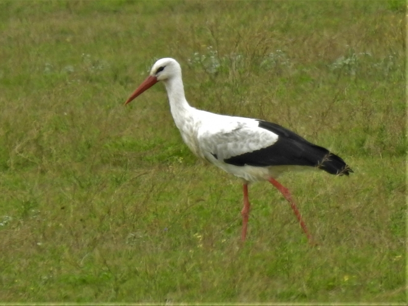 Every year they visit and keep to specific areas like Bredasdorp area and Kouerivier