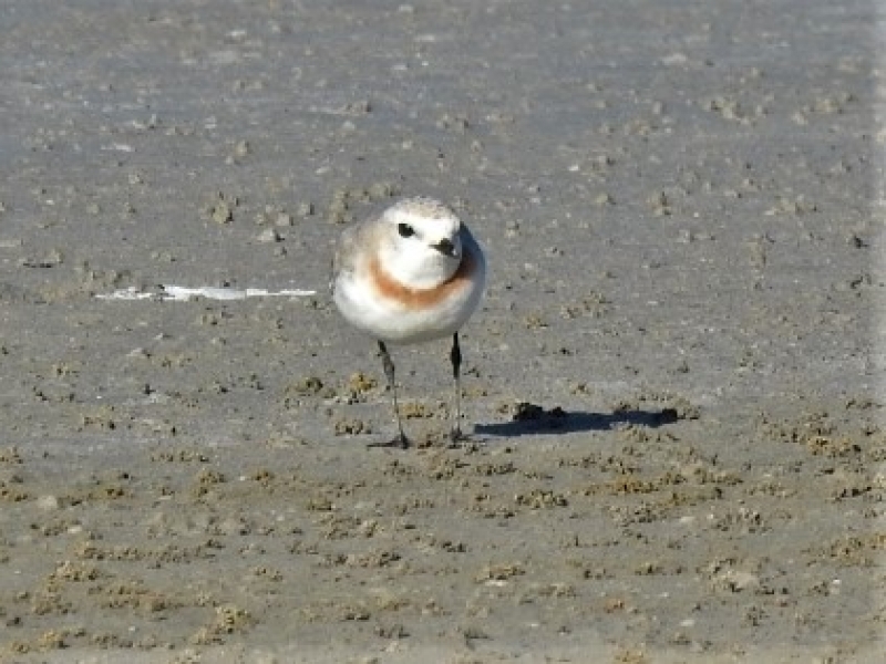 Always at the same spot on the Springfield Saltpan. Within 20m!