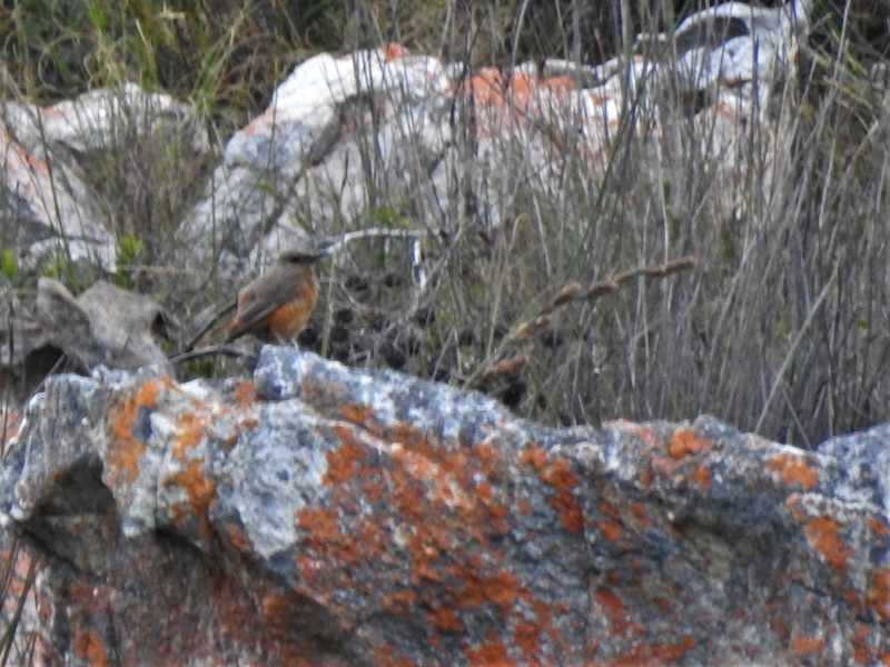 My first record of Cape Rock Thrush after 11 years of searching! Found at Sparrekloof.