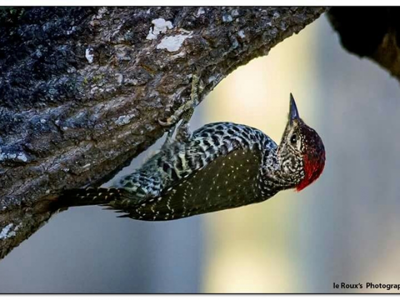 Knysna Woodpecker visiting in Struisbaai - Karien le Roux