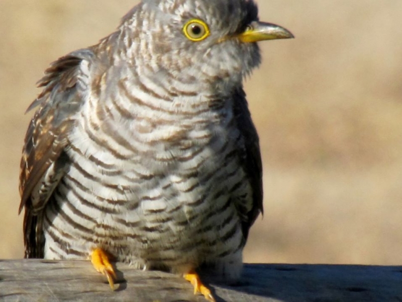 First picture of a Common Cuckoo in Agulhas Plain! Picture taken by Des Hall at De Mond Farm