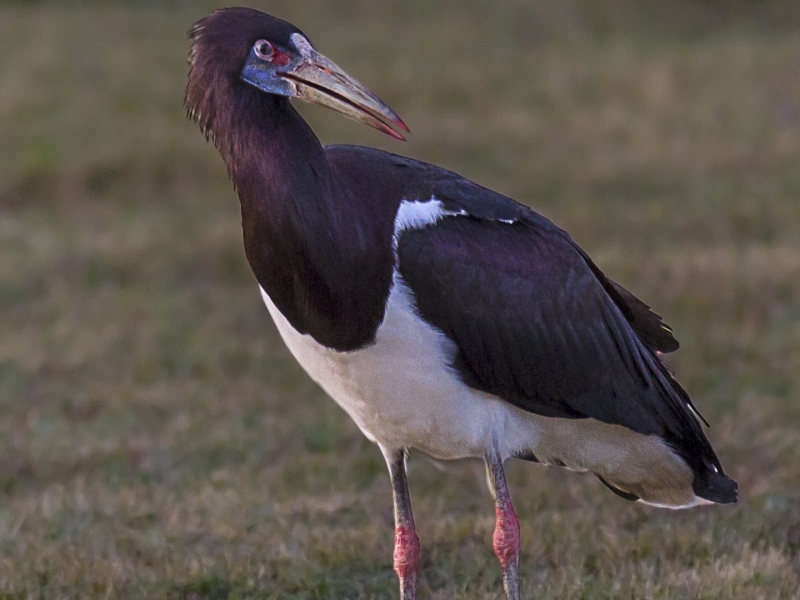 Abdim Stork photographed by Karien le Roux at the entrance to Struisbaai!