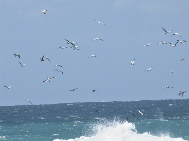 Cape Gannet x400 feeding 100 meters from coast at Agulhas