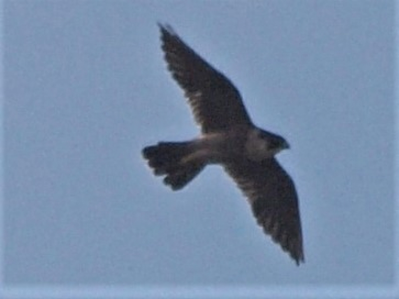 Seen feeding behind Agulhas