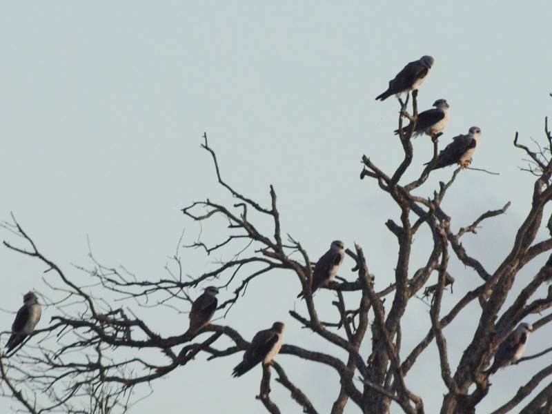 Black-shouldered Kite Roost Nuwejaarsrivier route