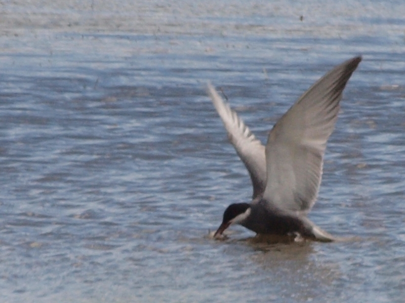 Most common freshwater Tern