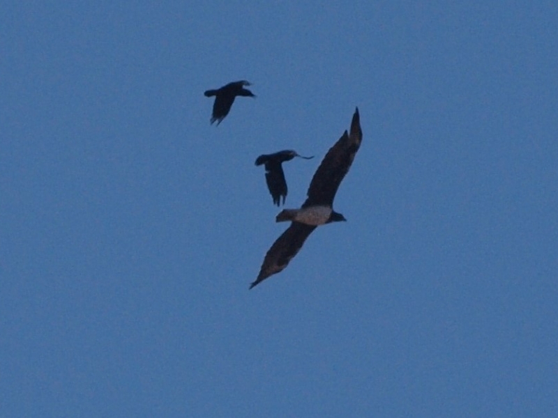 My first record of adult Martial Eagle in 7 years! Harassed by Cape Crow.