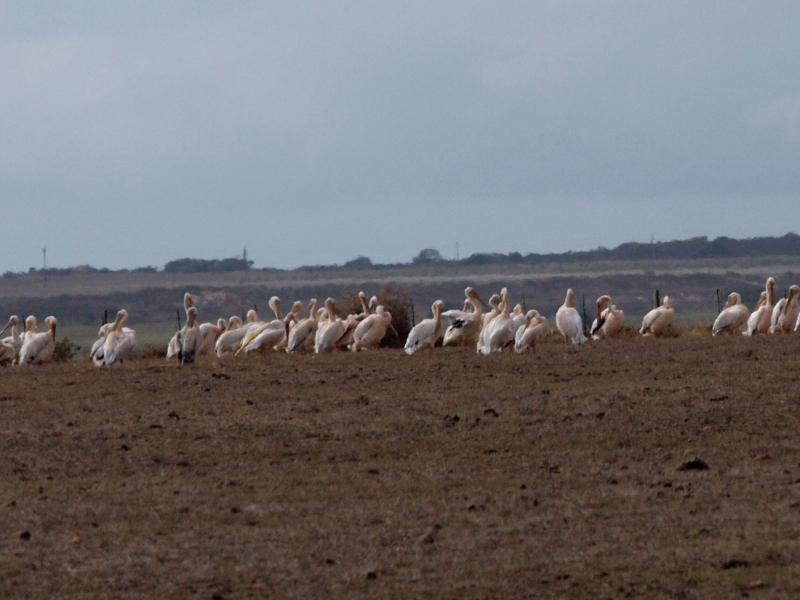 Great White Pelican causing problems with new born lambs