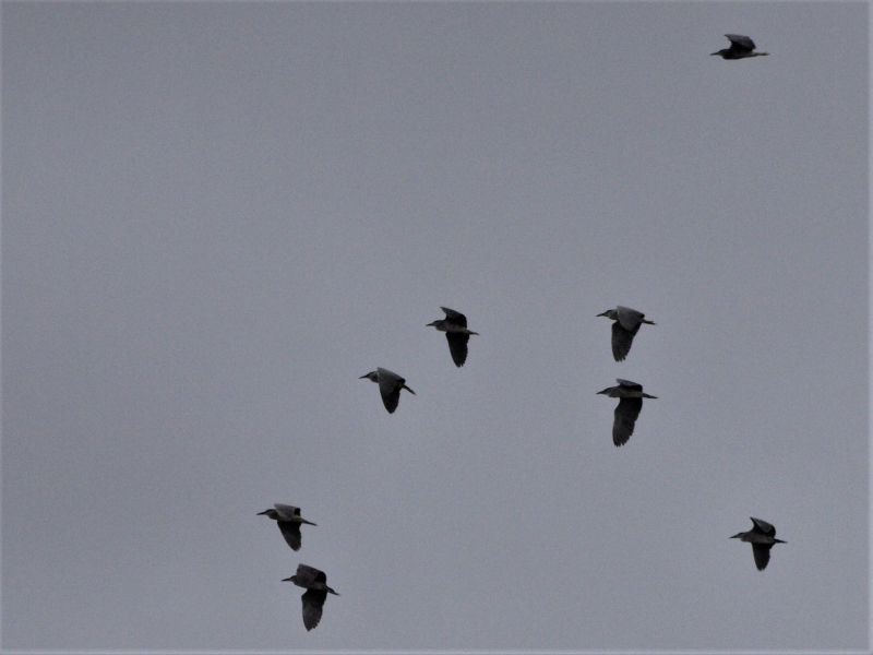 9 Black-crowned Night-herons flying over Wiesdrift(one not in picture!)