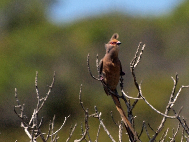 The not so common mousebird