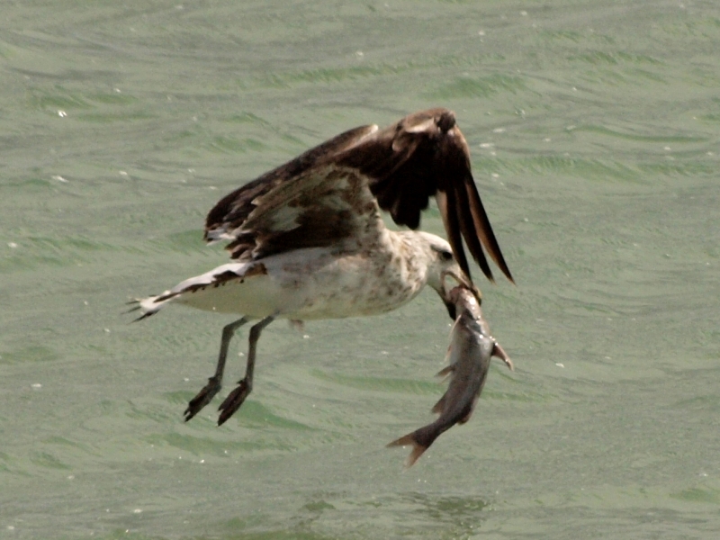Juvenile with fish