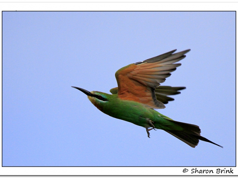 First record of Blue-cheeked Bee-eater in Agulhas Plain - Sharon Brink
