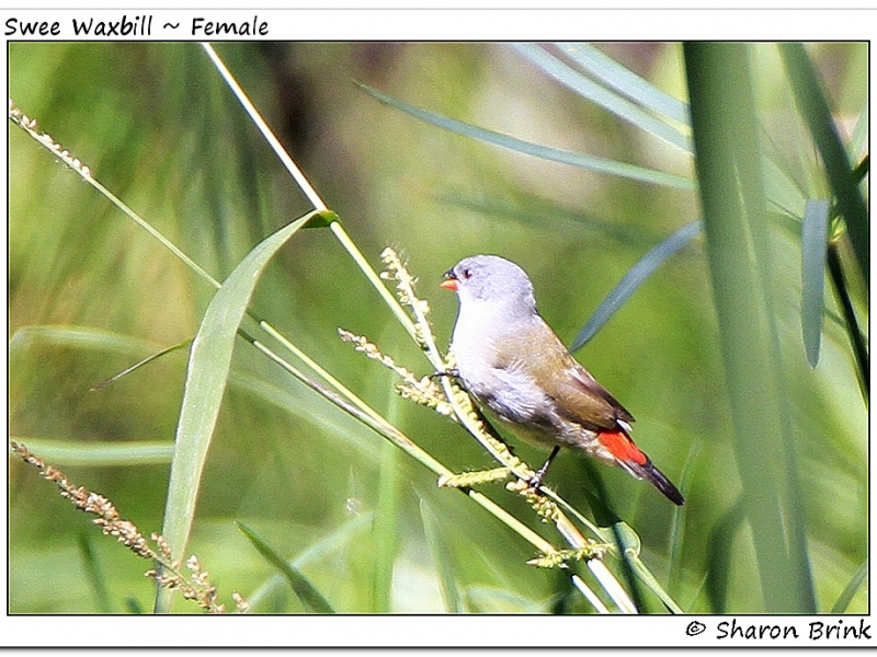 First Swee Waxbill in the Agulhas Plain - Sharon Brink