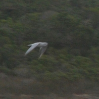 Gull-billed Tern - Mega for De Mond Nature Reserve - Alistair Kilpin