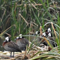 Seen on the dam on your right as you enter Bredasdorp sewerage works