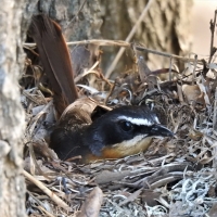 Breeding at De Mond office