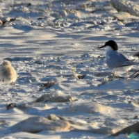 Damara tern with one of two chicks. Chicks flee and become vulnerable when you approach the nest. Stay away!