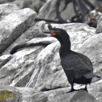 All 4 cormorants within 1 km - Crowned