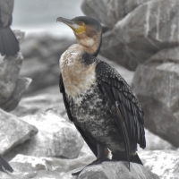 All 4 cormorants on one day within 1 km at Quoin Point - White-breasted