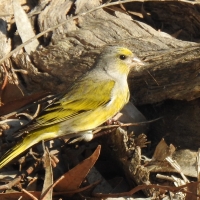 Loves to hide in eucalyptus canopy, but feeds on ground in flocks of usually 5-50