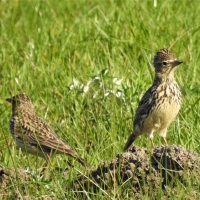 Breeding pair end of August - note the crest of male