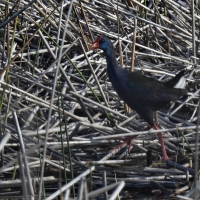 They are back! Seen at Langerzandt wetland enjoying an early morning walk.