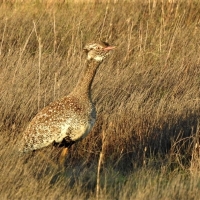 Wetland Birding - Female performing at close range