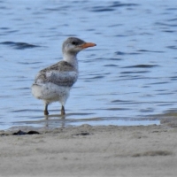 Chick protected agressively by about 18 adults eventually swims away to safety!