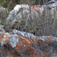 My first record of Cape Rock Thrush after 11 years of searching! Found at Sparrekloof.