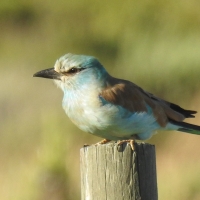 Seen by Mick and Heather D'alton on their farm Kosierskraal. 4th record for the Agulhas Plain