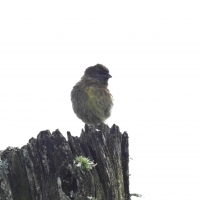 First photographic record of Cape Siskin in the Agulhas Plain. Seen at Tierfontein Rondavel.