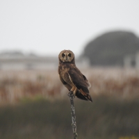First official record of Marsh Owl for the Agulhas Plain! Seen on Vogelgezang farm wetland.March 2022