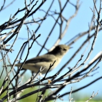 Recorded by Eugene Hahndinck at Waschkraalvlei. Pic: Wim de Klerk. First official record of species in plain.