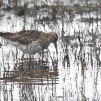 First Pectoral Sandpiper recorded at Nuwejaars River loop Agulhas National Park!