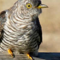 First picture of a Common Cuckoo in Agulhas Plain! Picture taken by Des Hall at De Mond Farm