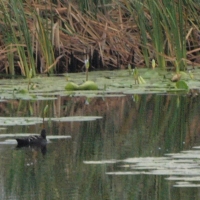 Black Duck on Kosierskraal dam