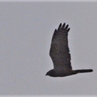 Third record for Agulhas Plain Project. Seen flying West of the Maccoa Vlei.