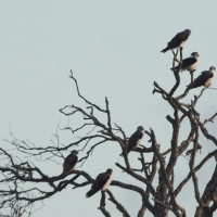 Black-shouldered Kite Roost Nuwejaarsrivier route