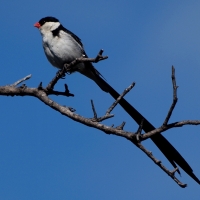 Male - Nachtwacht