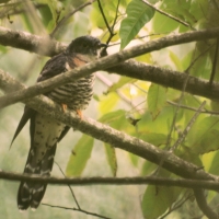 Summer migrant - Viljoenshof